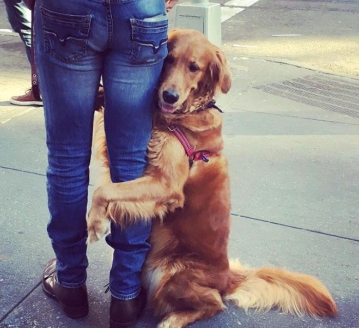 dog-gives-hugs-louboutina-retriever-new-york-6